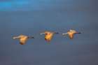 Sandhill cranes in flight formation. Bosque del Apache National Wildlife Refuge, New Mexico Art Print